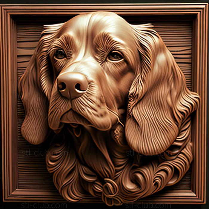 st Pont Audemer Spaniel dog